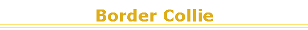 Border Collie